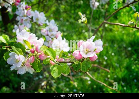 Primo piano immagine di primavera fiore germogliato da rami di albero con foglie verdi all'aperto. Foto Stock