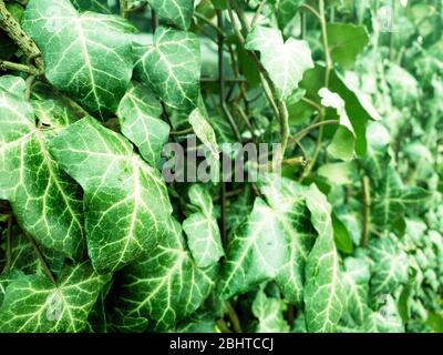 Primo piano di verde fresco parete di edera come sfondo naturale. Messa a fuoco selettiva, foto mobile Foto Stock