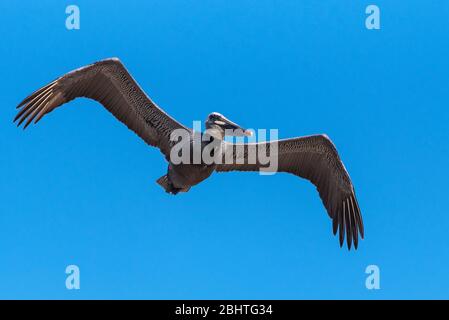 Vedere occhio a occhio con il Pelican marrone come si alza a destra con le ali spalmabili. Foto Stock