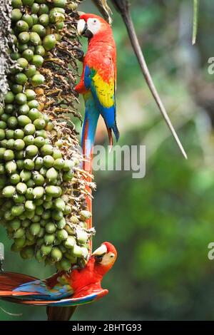 Scarlet Macaws (Ara macao) appollaiate su un albero, Parco Nazionale di Corcovado, Osa Peninsula, Costa Rica Foto Stock