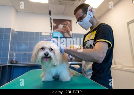 Ferrara, Italia. 27 aprile 2020. Riaprono i negozi di cura dei cani dopo il periodo di blocco a causa della covid19 pandemia a Ferrara. Credit: Filippo Rubin / Alamy Live News Foto Stock