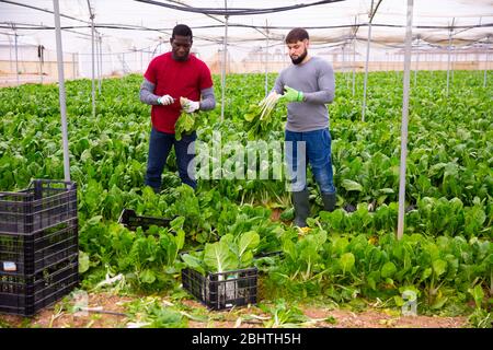 Lavoratori concentrati tagliando foglie giovani e teneri di bietole verdi sul campo agricolo. Tempo di mietitura Foto Stock