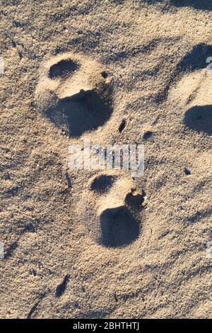 Due impronte di uno sfondo con texture lupo. Vista dall'alto. Verticale Foto Stock