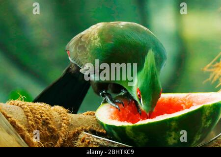 Il turaco della Guinea, noto anche come il turaco verde o la lourie verde, è una specie di turaco, un gruppo di otidimorphae appartenente alla famiglia Musop Foto Stock