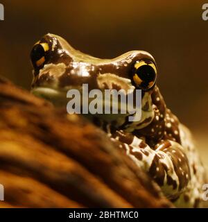 La rana d'albero con occhi dorati Mission o la rana di latte amazzonica è una grande specie di rana arborea nativa della foresta pluviale amazzonica in Sud America. È alcuno Foto Stock