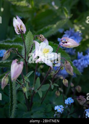 Un fiore ibrido di Aquilegia (colombine, o cofano della Granny) in bianco e viola morbido, con le stampelle gialle pallidi. Aquilegias prontamente croce fertilizzare a pr Foto Stock