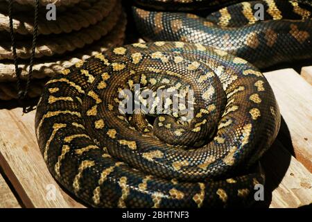 I Pitonidi, comunemente noti semplicemente come pitoni, sono una famiglia di serpenti non venomi, tra i suoi membri vi sono alcuni dei più grandi serpenti del mondo Foto Stock