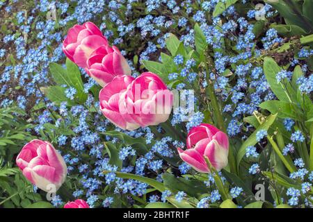 Composizione dinamica diagonale colorata di tulipani rosa e bianchi con piccoli fiori blu come sfondo. Foto Stock