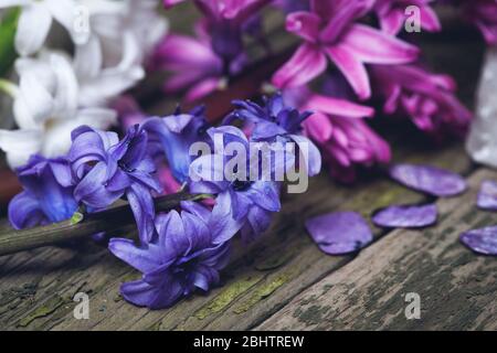 Giacinti freschi su una superficie di legno. Composizione artistica. Foto Stock