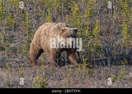 Un orso grizzly si snoda attraverso i pini giovani e pennello alla ricerca di cibo Foto Stock