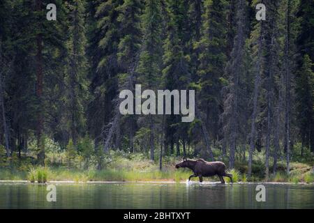 Un alce si spruzza attraverso un lago di fronte ad una pineta sempreverde al lago Horseshoe nel Denali Natl Park, Alaska, USA Foto Stock