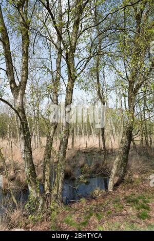 Dosenmoor, brughiera collinare vicino al lago Einfeld vicino a Neumünster, distretto Rendsburg-Eckernförde, Schleswig-Holstein, Germania del Nord, Europa Foto Stock