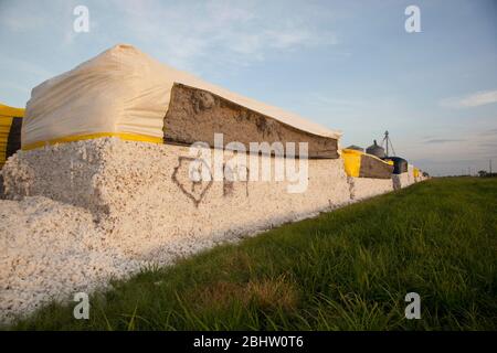 19 agosto 2010: I teli coprono i moduli di cotone in campo nel Texas orientale per prevenire l'assorbimento di umidità. ©Bob Daemmrich Foto Stock