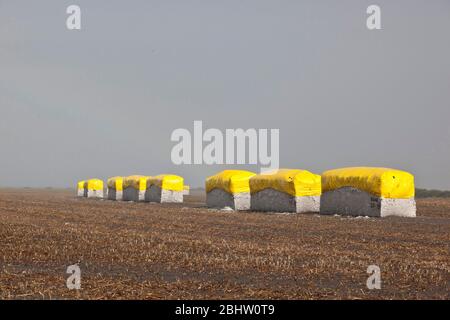 19 agosto 2010: I teli coprono i moduli di cotone in campo nel Texas orientale per prevenire l'assorbimento di umidità. ©Bob Daemmrich Foto Stock