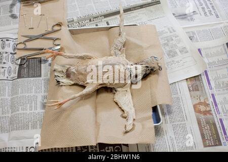 Austin Texas USA, dicembre 2 2010: Il piccione morto conservato attende la dissezione da parte di studenti di scienze animali di ottava classe alla Kealing Middle School come parte di uno studio elettivo sulla biologia di uccelli e mammiferi. ©Bob Daemmrich Foto Stock