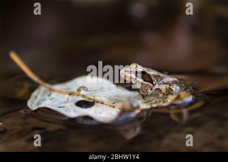 Una rana iberica (Rana iberica), un anfibio endemico della penisola iberica, in una foglia galleggiante in un fiume. Foto Stock