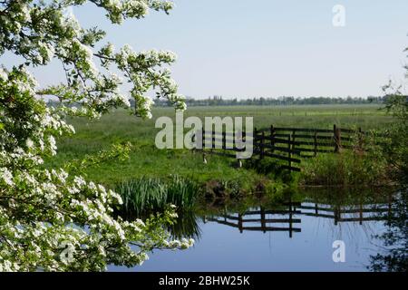 Paesaggio ricco d'acqua e terreno agricolo storico 'het groene hart' nella parte occidentale dei Paesi Bassi Foto Stock