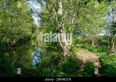 Paesaggio ricco d'acqua e terreno agricolo storico 'het groene hart' nella parte occidentale dei Paesi Bassi Foto Stock