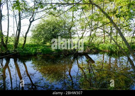 Paesaggio ricco d'acqua e terreno agricolo storico 'het groene hart' nella parte occidentale dei Paesi Bassi Foto Stock