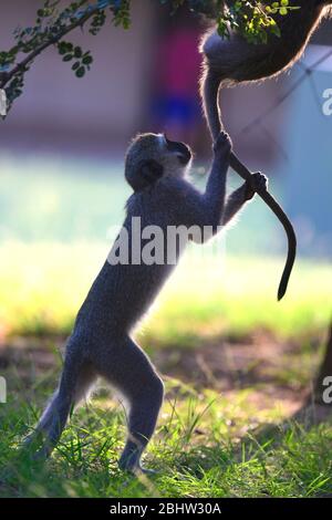 Scimmie vervet giocose nel Kruger National Park, Sudafrica Foto Stock