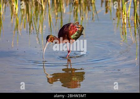 Un bellissimo hotel Ibis (Plegadis chihi) con facce bianche, foraggi per il cibo nelle acque della riserva migratoria degli uccelli del fiume Orso, Utah. Foto Stock