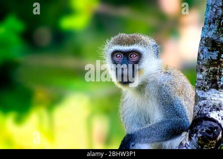 Scimmia Sykes, Cercopithecus albogularis, seduta su un albero e guardando. È carino. Appoggia la mano su un ramo. È una foto della fauna selvatica in Africa Foto Stock