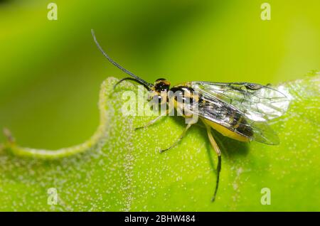 Sawfly comune, Euura sp., su quercia Blackjack, Quercus marilandica, foglia Foto Stock