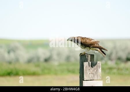 Vista laterale di un falco dalla coda rossa seduto su un palo in un campo Foto Stock