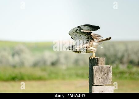 Vista laterale di un falco di coda rossa che sta per prendere volo da un palo di recinzione Foto Stock
