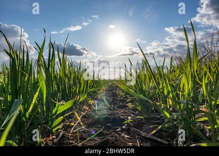 Campo di germogli di erba di grano verde giovane. Vista da terra tra file con sole splendente in primavera in campagna, primo piano agricoltura. Terra panoramica Foto Stock