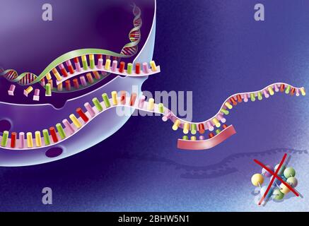 Terapia antisenso, trattamento contro le malattie genetiche. Questa terapia è il trattamento contro le malattie genetiche e le infezioni. Consiste nell'interrompere Foto Stock