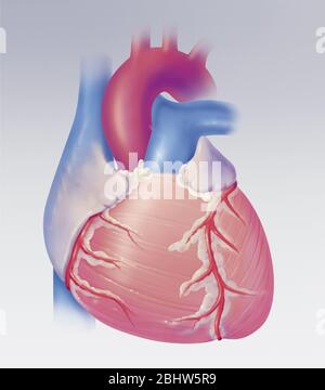 Il cuore, la vista anteriore, l'anatomia. Il cuore, e i suoi grandi vasi: Da sinistra a destra: L'atrio destro o l'atrio destro che riceve la consegna Foto Stock