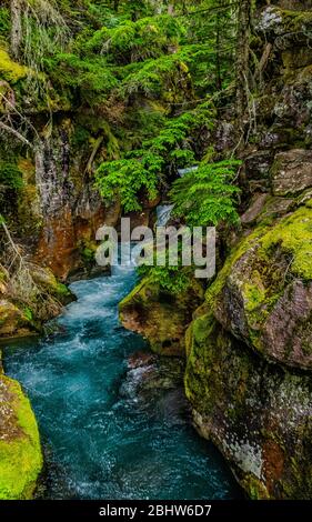 4809 rocce colorate e fogliame lungo il torrente Avalanche al Glacier National Park Foto Stock