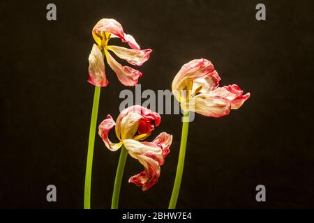 Fiori di tulipano in declino sparato in studio. Foto Stock