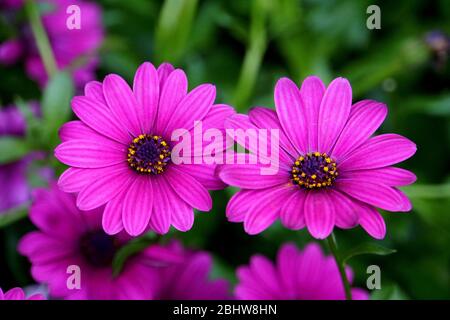 Bella Serenity Dark Purple Osteospermum fiori Foto Stock