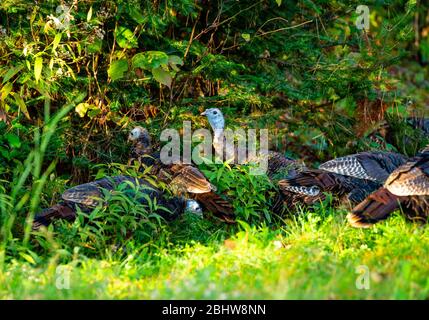 Wisconsin tacchini selvatici (Meleagris galopavo) che si nutrono e si nascondono nel pennello spesso all'inizio dell'autunno Foto Stock