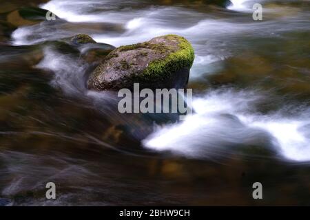 Acqua che scorre intorno a una roccia ricoperta di muschio nella lussureggiante foresta della Columbia River Gorge in Oregon a Tanner Creek Foto Stock