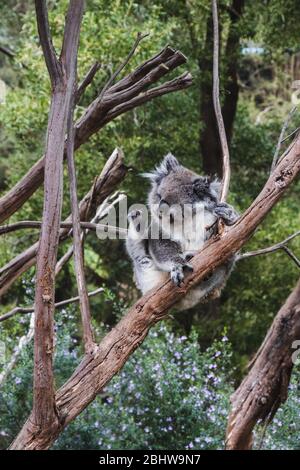 Bel koala graffiandosi in un ramo Foto Stock