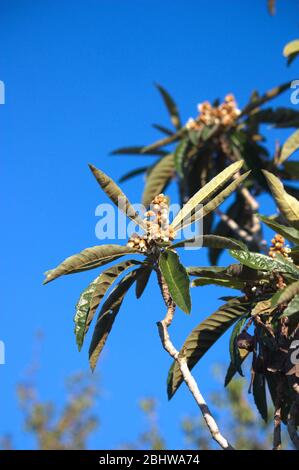 Rami di un albero di loquat che hanno fiori abbondanti e foglie verdi in caduta tardiva. Spazio per testi sul cielo blu. Foto Stock