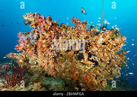 Il Moray gigante (Gymnothorax javanicus) si affaccia su un blocco di corallo, densamente coperto da coralli diversi (Anthozoa), Oceano Indiano, maschio Nord Foto Stock