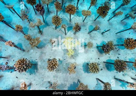 Allevamento di coralli di pietra (Scleractinia) su tubi di metallo, Oceano Indiano, barriera corallina casa Summer Island, Atollo Nord Male, Maldive Foto Stock