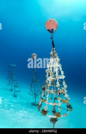 Allevamento di coralli di pietra (Scleractinia) su telaio metallico, scoglio di diversi pesci di mare (Pomacentridae), barriera corallina di casa Summer Island, Oceano Indiano Foto Stock