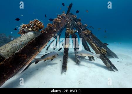 Allevamento di coralli di pietra (Scleractinia) su telaio metallico, labbro dolce d'argento (Diagramma pictum), Oceano Indiano, barriera corallina Summer Island, Nord Male Foto Stock