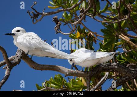 Terna bianca o fata terns, Gygis alba rothschildi, Midway Atoll National Wildlife Refuge, Papahanaumokuakea Marine National Monument, NW HI, USA Foto Stock