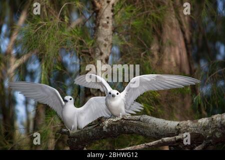 Terna bianca o fata terns, Gygis alba rothschildi, Midway Atoll National Wildlife Refuge, Papahanaumokuakea Marine National Monument, USA Foto Stock