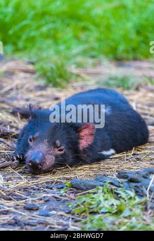 Diavolo della Tasmania che si adagia sul terreno gli occhi si aprono al parco di conservazione di Ulverston in Tasmania, Australia. Foto Stock