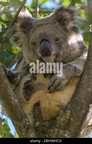 Un koala adulto coccolato riposa pacificamente nella forcella di un albero di eucalipto nel Queensland, Australia Foto Stock