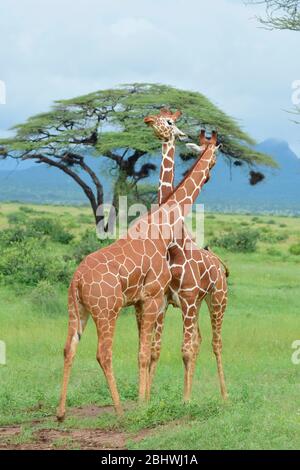 Due giraffe reticulate che si stalla nella riserva di Buffalo Springs, Samburu, Kenya Foto Stock