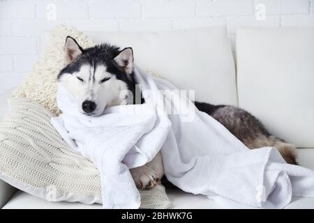 Bella e carina Husky con asciugamano sdraiato sul divano in camera bianca Foto Stock