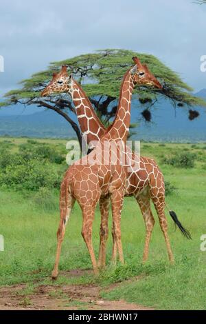 Due giraffe reticulate che si stalla nella riserva di Buffalo Springs, Samburu, Kenya Foto Stock